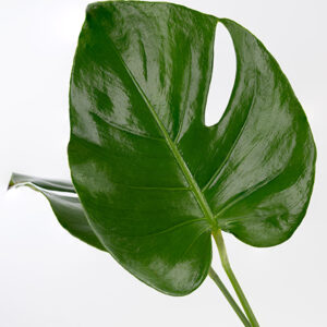 Monstera Small