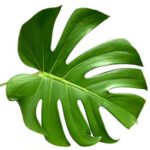 Monstera Small