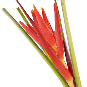 Musa Coccinea