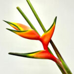 Heliconia Orange Bihai