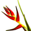 Mother's Day Prebook - Heliconia Orthotricha