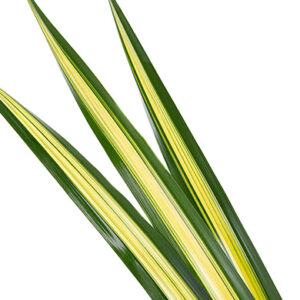 Pandanus Hala Leaves