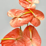 Anthuriums Peach S 50