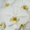 Phalaenopsis Orchids White