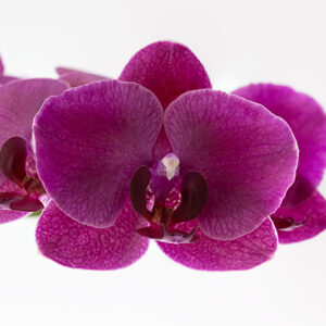 Phalaenopsis Orchids Purple