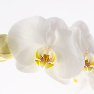 Phalaenopsis Orchids White