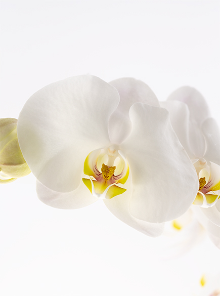 Phalaenopsis White Phalaenopsis Orchids White