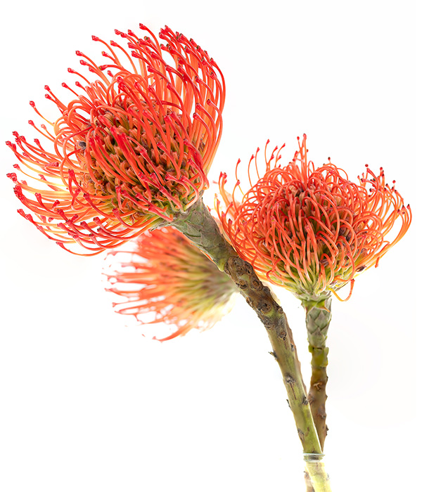 Pin Cushion Succession Succession