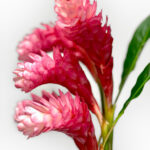 King Ginger Pink