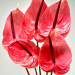 Anthuriums Scorpion Pink M 30