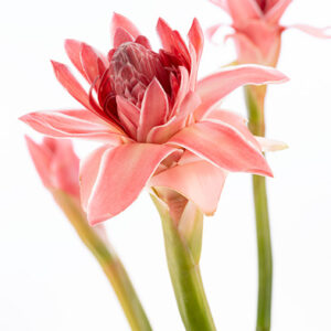 Pink Porceline Torch Ginger