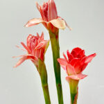 Pink Porceline Torch Ginger