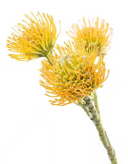 Protea Moonlight Moonlight