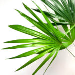 Rhapis (Lady) Palms
