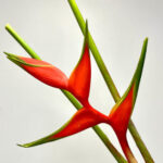 Heliconia Red Iris