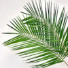 Robellini Palm