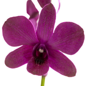 Royal Fuchsia