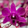 Royal Fuchsia