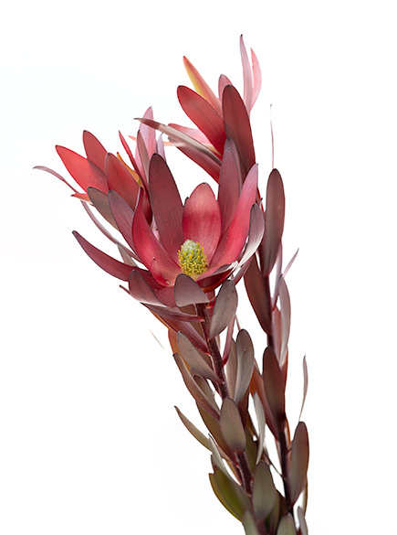 Safari Sunset Safari Sunset