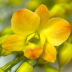 Sakura Yellow