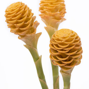 Shampoo Ginger Yellow