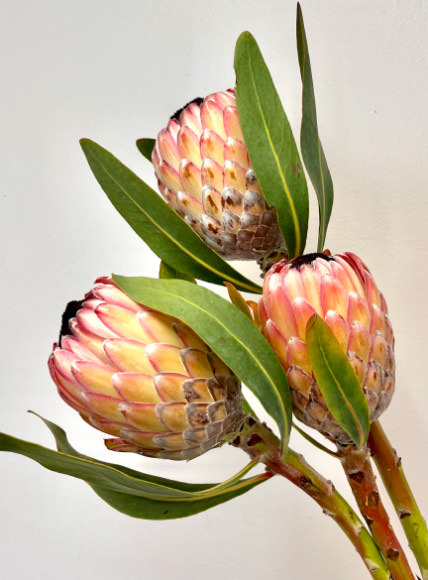 Susara