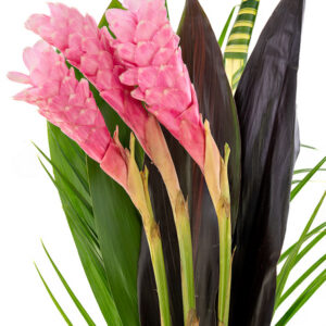 Pink Ginger Bouquet
