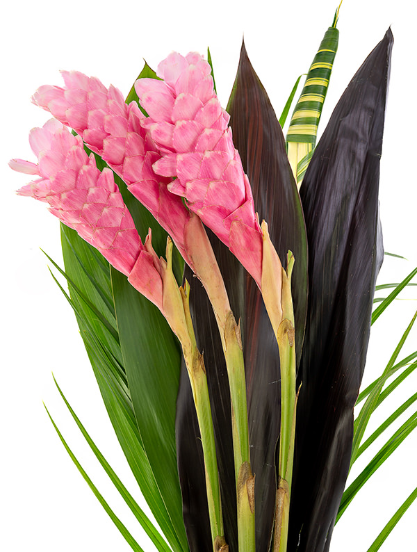 Tropical Bouquet Pink Ginger Bouquet Pink Ginger Bouquet