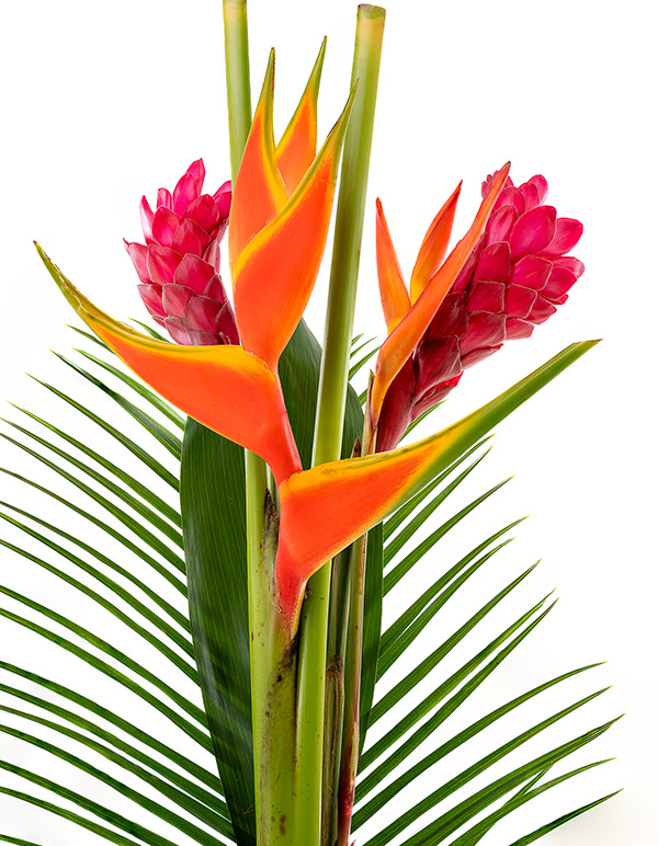 Tropical Bouquet Tropic Night Tropic Night Bouquet