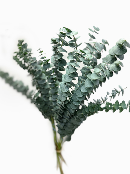 True Blue Eucalyptus