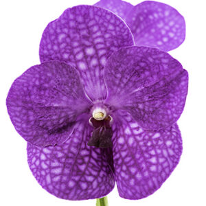 Vanda Magenta
