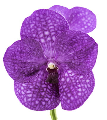 Vanda Pink Vanda Magenta