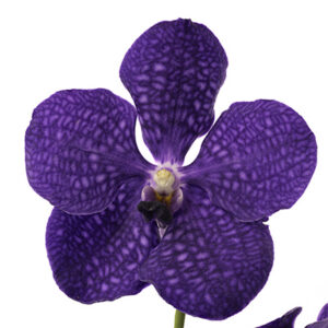 Vanda Rothchildiana
