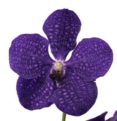 Vanda Rothchildiana Vanda Rothchildiana