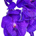 Vanda Rothchildiana
