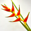 Mother's Day Prebook - Heliconia Wagneriana