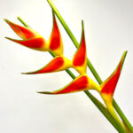 Heliconia Wagneriana