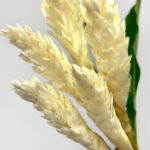 White Ginger