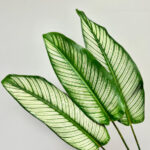 Calathea White Star Leaves